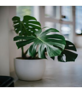 Terreau plantes vertes, sac de 50 litres - PRO12