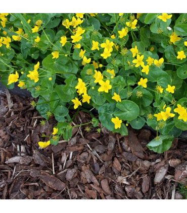 Paillage d’écorce de pin bio protection des racines 10x50L RACINE PRO186-10x50