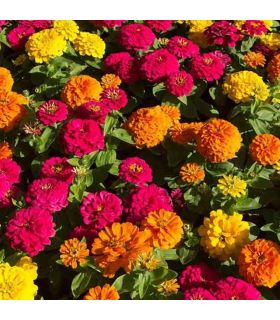 Engrais spécial floraison des plantes 1kg RACINE F-ENG017