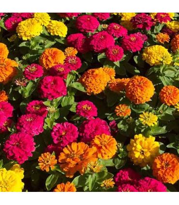 Engrais spécial floraison des plantes 1kg RACINE F-ENG017