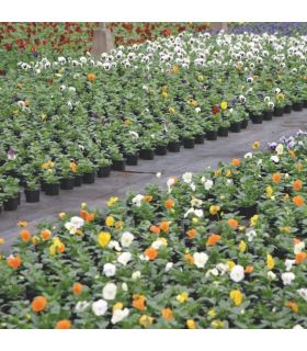 Terreau pour plantes vertes et fleurs Flori Horticole 70L, structure fine - Florivert NEG01644