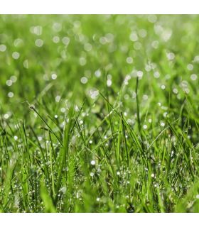 Rétenteur d'eau naturel Flori CER 20 kg céramique poreuse, pour sols arides - Florivert NEG01692