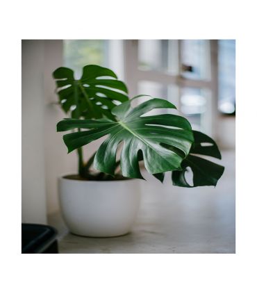 Terreau plantes vertes palette de 48 sacs de 50 litres PRO12-48x50