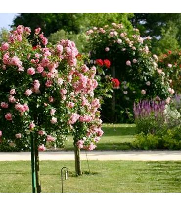 Substrat plantation mycorhizé, 48 sacs de 50 litres - PRO443-48x50