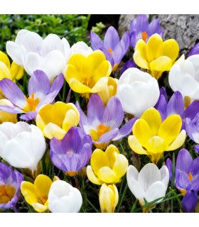 Crocus botaniques Sgaravatti 15 bulbes en mélange, floraison précoce idéale pour massifs et rocailles - 618022