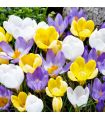 Crocus botaniques Sgaravatti 15 bulbes en mélange, floraison précoce idéale pour massifs et rocailles - 618022