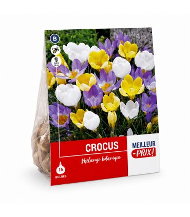 Crocus botaniques Sgaravatti 15 bulbes en mélange, floraison précoce idéale pour massifs et rocailles - 618022
