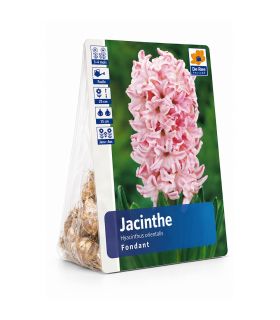 Jacinthe Fondant Sgaravatti 3 bulbes roses, floraison printanière parfumée pour massifs et jardinières - 617015