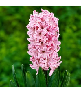 Jacinthe Fondant Sgaravatti 3 bulbes roses, floraison printanière parfumée pour massifs et jardinières - 617015
