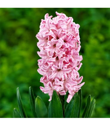 Jacinthe Fondant Sgaravatti 3 bulbes roses, floraison printanière parfumée pour massifs et jardinières - 617015