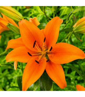 Lilium Orange Sgaravatti 1 bulbe orange, grande floraison de 100 cm pour massifs colorés et fleurs coupées - 618096