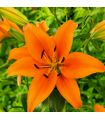 Lilium Orange Sgaravatti 1 bulbe orange, grande floraison de 100 cm pour massifs colorés et fleurs coupées - 618096