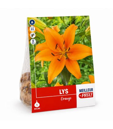 Lilium Orange Sgaravatti 1 bulbe orange, grande floraison de 100 cm pour massifs colorés et fleurs coupées - 618096