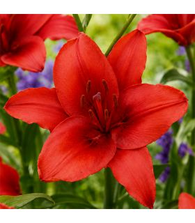 Lilium Red Sgaravatti 1 bulbe rouge, grande floraison de 100 cm idéale en massif et bouquet - 618095