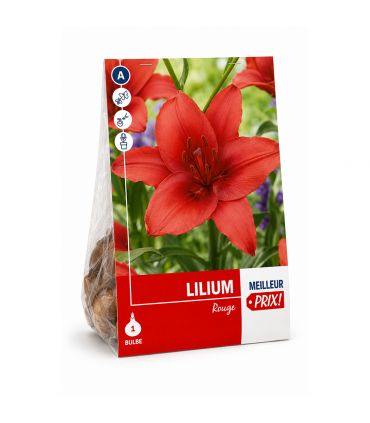 Lilium Red Sgaravatti 1 bulbe rouge, grande floraison de 100 cm idéale en massif et bouquet - 618095