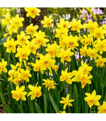Narcisse botanique Tête-à-Tête Sgaravatti 8 bulbes jaunes, variété compacte idéale en pot, massif et fleur coupée - 618035