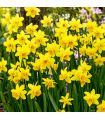 Narcisse botanique Tête-à-Tête Sgaravatti 8 bulbes jaunes, variété compacte idéale en pot, massif et fleur coupée - 618035