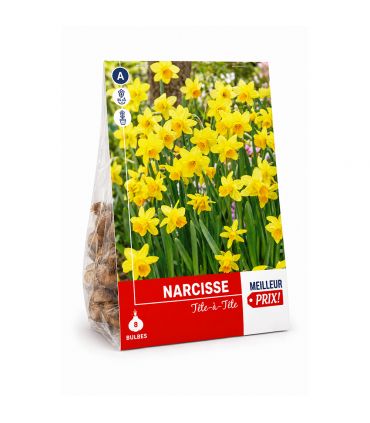 Narcisse botanique Tête-à-Tête Sgaravatti 8 bulbes jaunes, variété compacte idéale en pot, massif et fleur coupée - 618035