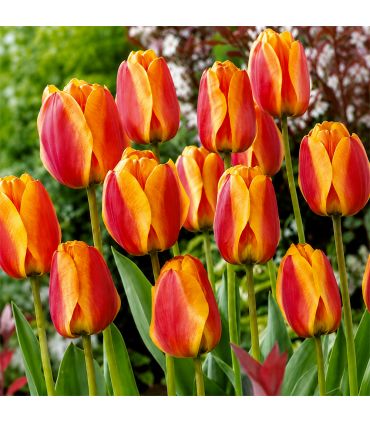 Tulipe Darwin Apeldoorn Elite Sgaravatti 5 bulbes rouges bordés de jaune, grande floraison bicolore idéale en massif - 618067