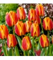 Tulipe Darwin Apeldoorn Elite Sgaravatti 5 bulbes rouges bordés de jaune, grande floraison bicolore idéale en massif - 618067