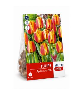 Tulipe Darwin Apeldoorn Elite Sgaravatti 5 bulbes rouges bordés de jaune, grande floraison bicolore idéale en massif - 618067