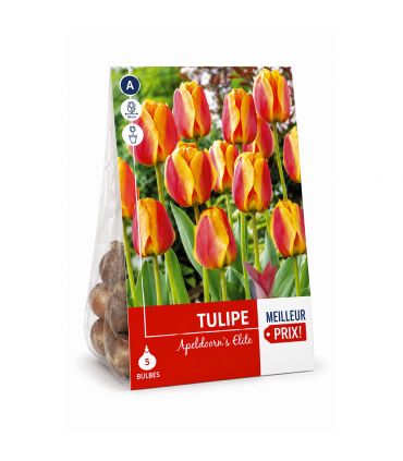 Tulipe Darwin Apeldoorn Elite Sgaravatti 5 bulbes rouges bordés de jaune, grande floraison bicolore idéale en massif - 618067