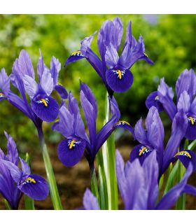 Iris Reticulata Harmony Sgaravatti 8 bulbes bleus, floraison précoce idéale pour bordures ensoleillées - 618048