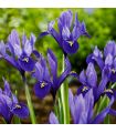 Iris Reticulata Harmony Sgaravatti 8 bulbes bleus, floraison précoce idéale pour bordures ensoleillées - 618048