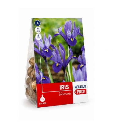 Iris Reticulata Harmony Sgaravatti 8 bulbes bleus, floraison précoce idéale pour bordures ensoleillées - 618048
