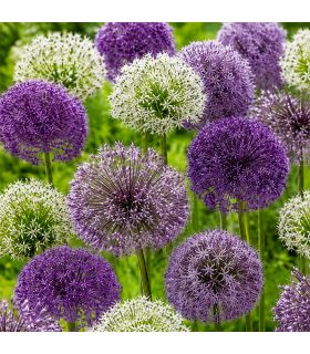 Allium en mélange Sgaravatti 5 bulbes, grandes fleurs de 60 à 80 cm idéales en massif et fleur coupée - 618017