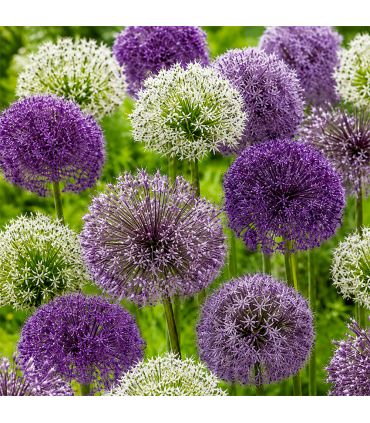 Allium en mélange Sgaravatti 5 bulbes, grandes fleurs de 60 à 80 cm idéales en massif et fleur coupée - 618017