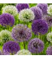 Allium en mélange Sgaravatti 5 bulbes, grandes fleurs de 60 à 80 cm idéales en massif et fleur coupée - 618017