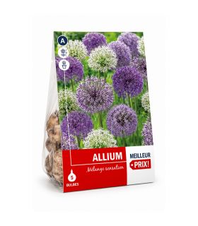 Allium en mélange Sgaravatti 5 bulbes, grandes fleurs de 60 à 80 cm idéales en massif et fleur coupée - 618017