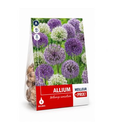 Allium en mélange Sgaravatti 5 bulbes, grandes fleurs de 60 à 80 cm idéales en massif et fleur coupée - 618017