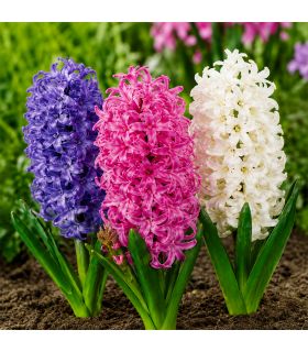 Jacinthes en mélange Sgaravatti 3 bulbes, floraison printanière colorée adaptée aux pots, massifs et bordures - 618029