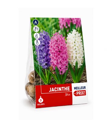 Jacinthes en mélange Sgaravatti 3 bulbes, floraison printanière colorée adaptée aux pots, massifs et bordures - 618029