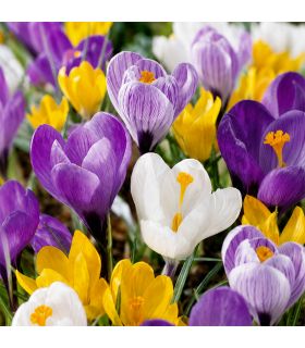 Crocus Vernus Sgaravatti 8 bulbes en mélange, floraison précoce idéale en massif, pot et fleur coupée - 618025