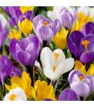 Crocus Vernus Sgaravatti 8 bulbes en mélange, floraison précoce idéale en massif, pot et fleur coupée - 618025