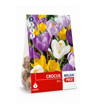 Crocus Vernus Sgaravatti 8 bulbes en mélange, floraison précoce idéale en massif, pot et fleur coupée - 618025