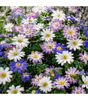 Anémone Blanda Sgaravatti 25 rhizomes en mélange, floraison précoce idéale pour bordures et massifs - 618056