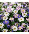 Anémone Blanda Sgaravatti 25 rhizomes en mélange, floraison précoce idéale pour bordures et massifs - 618056