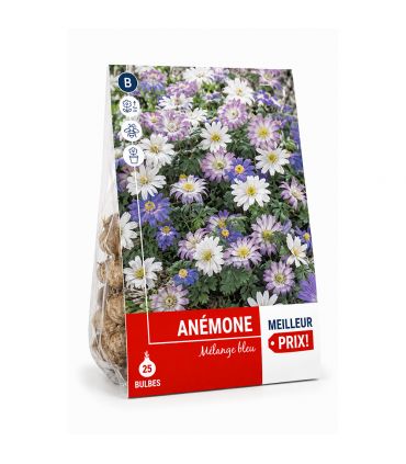 Anémone Blanda Sgaravatti 25 rhizomes en mélange, floraison précoce idéale pour bordures et massifs - 618056