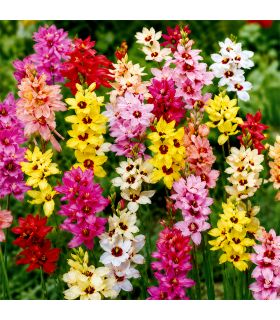 Ixia en mélange Sgaravatti 30 bulbes, floraison colorée et légère idéale pour massifs et bouquets - 618060