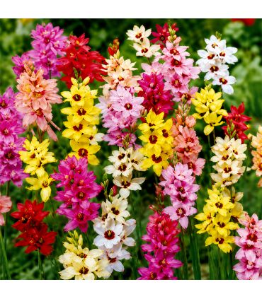 Ixia en mélange Sgaravatti 30 bulbes, floraison colorée et légère idéale pour massifs et bouquets - 618060