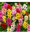 Ixia en mélange Sgaravatti 30 bulbes, floraison colorée et légère idéale pour massifs et bouquets - 618060