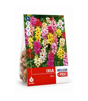 Ixia en mélange Sgaravatti 30 bulbes, floraison colorée et légère idéale pour massifs et bouquets - 618060