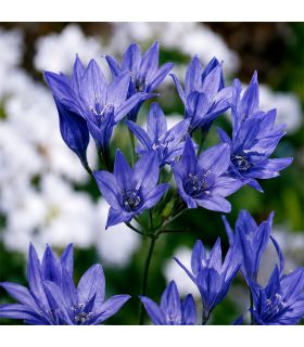 Brodiaea Queen Fabiola Sgaravatti 30 bulbes bleus et violets, floraison décorative idéale en massif et fleur coupée - 618057