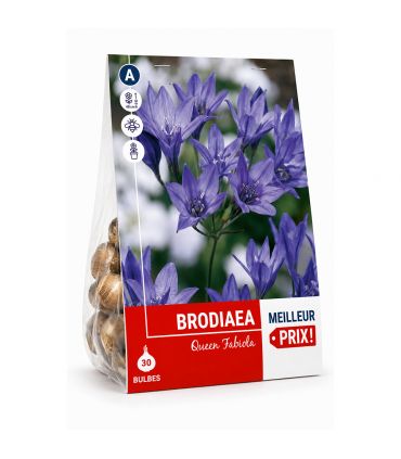 Brodiaea Queen Fabiola Sgaravatti 30 bulbes bleus et violets, floraison décorative idéale en massif et fleur coupée - 618057