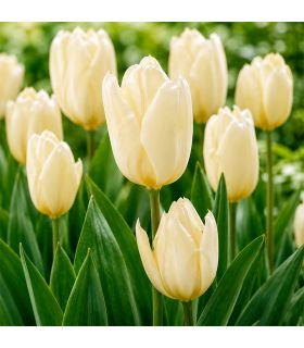 Tulipe Purissima Sgaravatti 5 bulbes blancs, floraison printanière élégante idéale en massif ou en pot - 618006