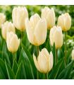 Tulipe Purissima Sgaravatti 5 bulbes blancs, floraison printanière élégante idéale en massif ou en pot - 618006